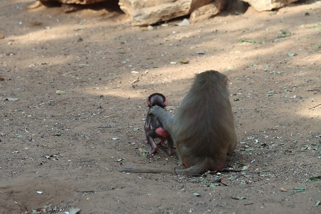 Free download monkeys primate ape grooming free picture to be edited with GIMP free online image editor