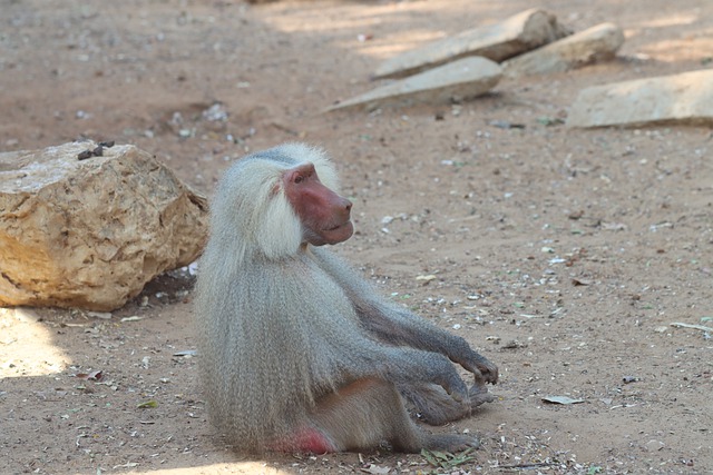 Free download monkeys primate ape mammals free picture to be edited with GIMP free online image editor