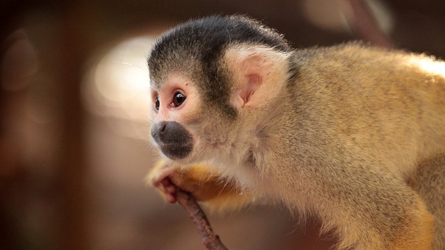 Free download monkey squirrel monkey primate ape free picture to be edited with GIMP free online image editor