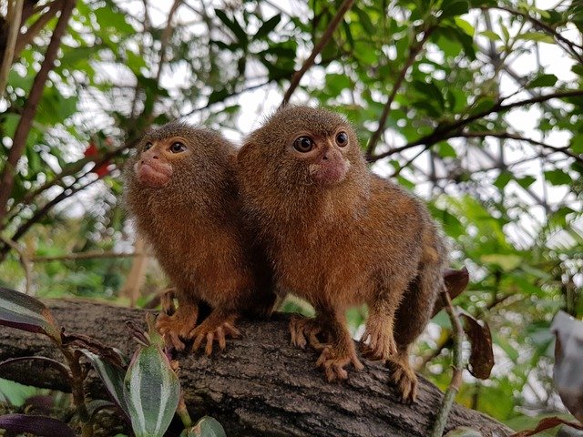 Безкоштовно завантажте Monkeys Rainforest Wildlife - безкоштовне фото чи зображення для редагування за допомогою онлайн-редактора зображень GIMP