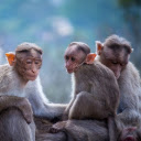 MONKEYS THEME  screen for extension Chrome web store in OffiDocs Chromium