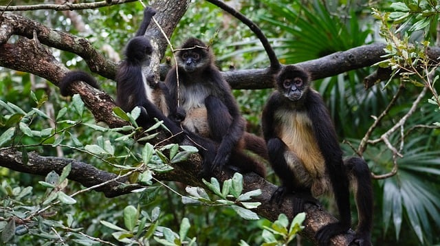 Free download monkeys three branch tree animals free picture to be edited with GIMP free online image editor