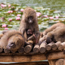 Monkey sunbathing by lily lake  screen for extension Chrome web store in OffiDocs Chromium