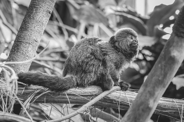 Free download monkey tamarin wildlife ape zoo free picture to be edited with GIMP free online image editor