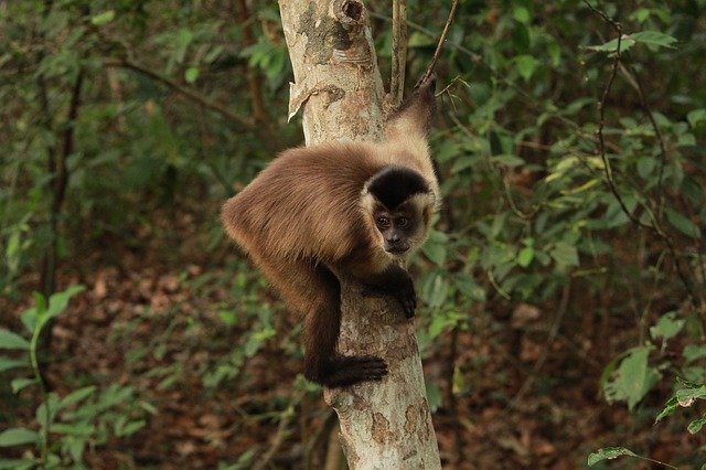 Free download Monkey The Capuchin Animal -  free photo or picture to be edited with GIMP online image editor