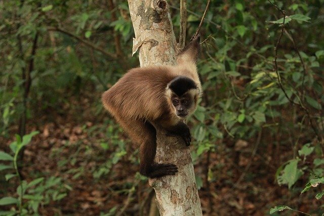 Unduh gratis Monkey The Capuchin Animal - foto atau gambar gratis untuk diedit dengan editor gambar online GIMP