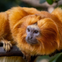 MONKEY THEME  screen for extension Chrome web store in OffiDocs Chromium