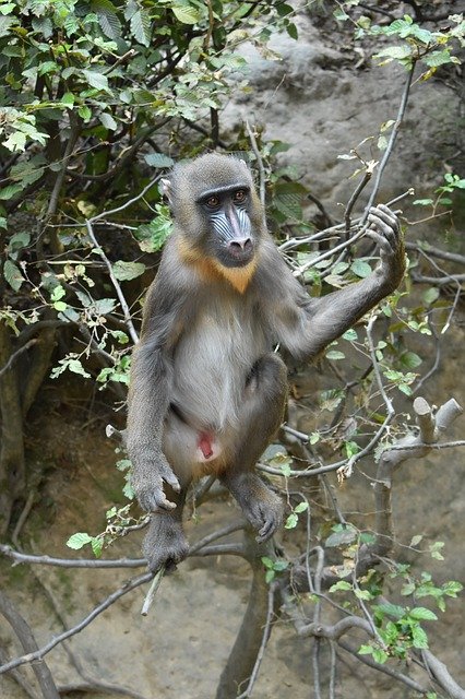 Безкоштовно завантажте Monkey The Primacy Of Animals - безкоштовну фотографію або малюнок для редагування в онлайн-редакторі зображень GIMP