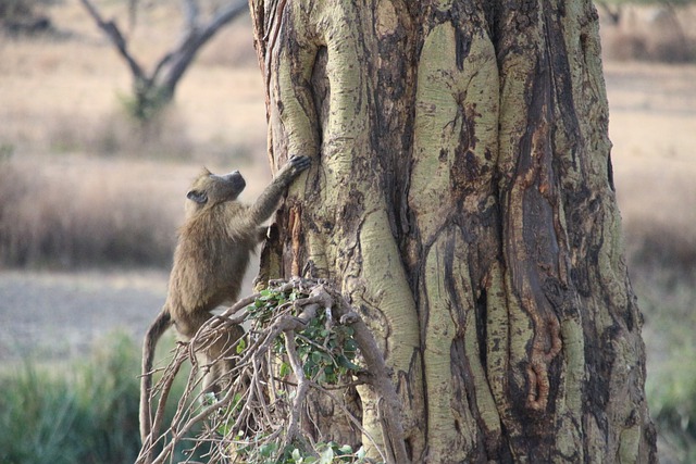 Descarga gratuita mono árbol áfrica animal naturaleza imagen gratis para editar con GIMP editor de imágenes en línea gratuito