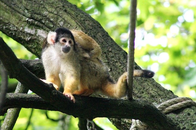 Monkey Tree Nature download grátis - foto ou imagem grátis para ser editada com o editor de imagens online GIMP