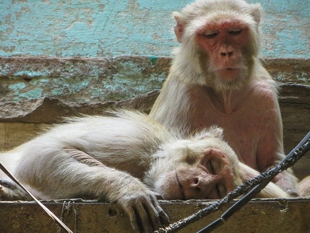 Free download Monkey Varanasi India -  free photo or picture to be edited with GIMP online image editor