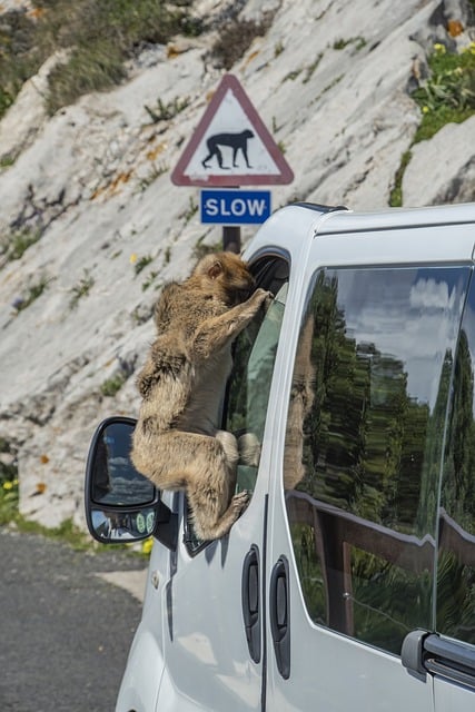 免费下载猴子车辆道路动物危险免费图片可使用 GIMP 免费在线图像编辑器进行编辑