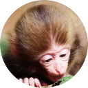Monkey Wallpaper  screen for extension Chrome web store in OffiDocs Chromium
