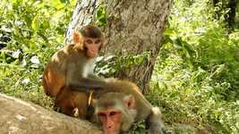 Kostenloser Download Monkey Wild Animals - kostenloses Video, das mit dem Online-Videoeditor OpenShot bearbeitet werden kann