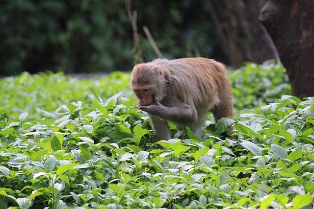 הורדה חינם של קוף חיות בר עם טבע חיה תמונה בחינם לעריכה עם עורך תמונות מקוון בחינם של GIMP