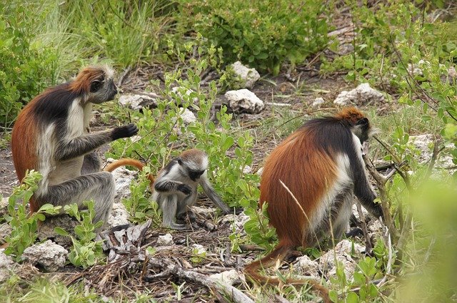 Download gratuito Monkey Zanzibar Nature - foto o immagine gratuita da modificare con l'editor di immagini online di GIMP