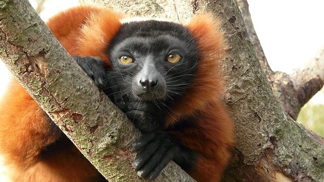 Free download Monkey Zoo Animal -  free photo or picture to be edited with GIMP online image editor
