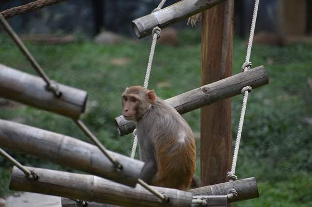 Unduh gratis Monkey Zoo India - foto atau gambar gratis untuk diedit dengan editor gambar online GIMP