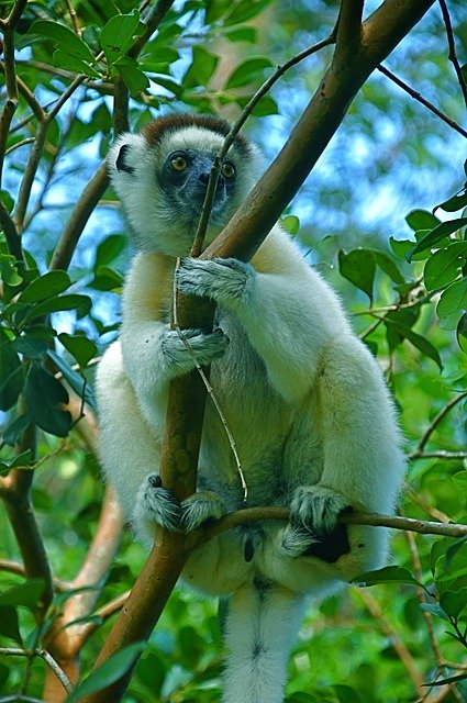 Baixe grátis Monkey Zoo Mammal - foto ou imagem gratuita para ser editada com o editor de imagens online do GIMP