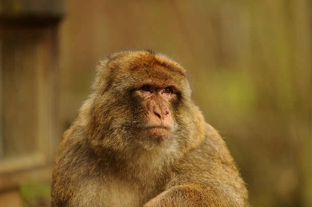 Free download monkey zoo primate wildlife nature free picture to be edited with GIMP free online image editor