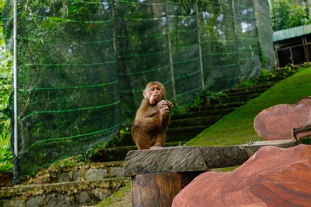 Free download monkey zoo wildlife primate free picture to be edited with GIMP free online image editor