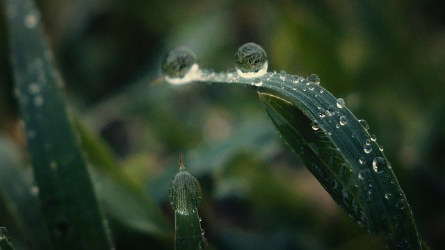 Бесплатно скачать Листья с каплями воды в сезон дождей - бесплатную фотографию или картинку для редактирования с помощью онлайн-редактора изображений GIMP