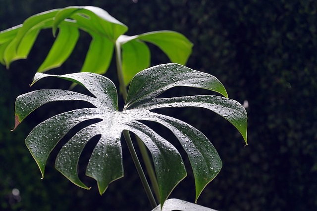 Free download monstera flora leaves plant botany free picture to be edited with GIMP free online image editor