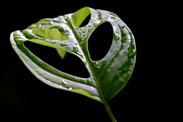 Free download monstera leaf green nature free picture to be edited with GIMP free online image editor