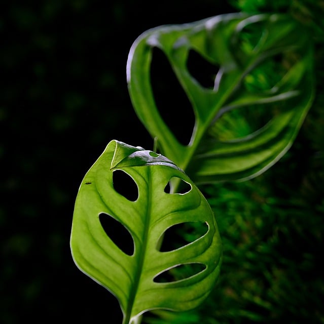 Free download monstera leaves plant green nature free picture to be edited with GIMP free online image editor