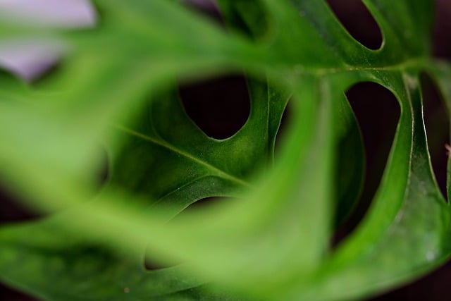 Free download monstera plant leaves nature free picture to be edited with GIMP free online image editor