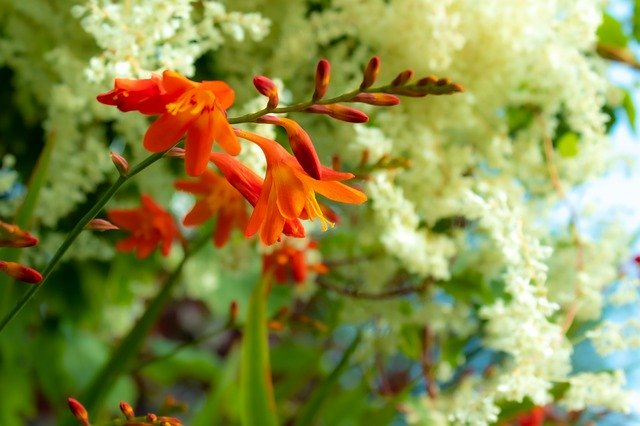 ดาวน์โหลดฟรี Montbretia Flower Garden Summer - ภาพถ่ายหรือรูปภาพที่จะแก้ไขด้วยโปรแกรมแก้ไขรูปภาพออนไลน์ GIMP