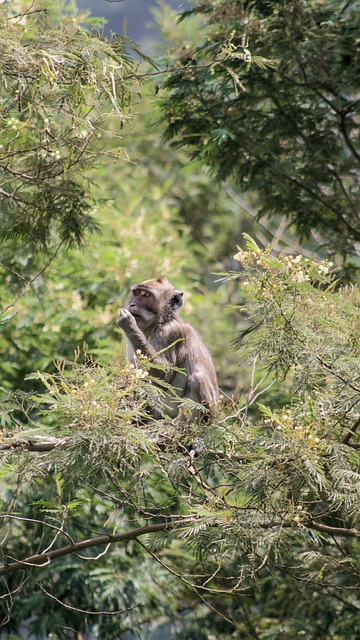 Téléchargement gratuit de l'image gratuite Monyet Monket Forest Nature Wild à modifier avec l'éditeur d'images en ligne gratuit GIMP