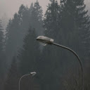 Moody Forest Scene with Silhouetted Streetlights  screen for extension Chrome web store in OffiDocs Chromium