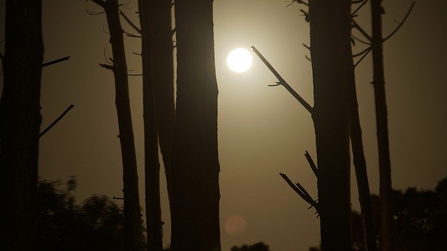 Bezpłatne pobieranie Moon Forest Night - bezpłatne zdjęcie lub obraz do edycji za pomocą internetowego edytora obrazów GIMP