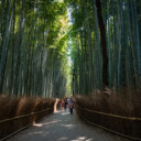 Moonlit Bamboo Forest  screen for extension Chrome web store in OffiDocs Chromium Moonlit Bamboo Forest  screen for extension Chrome web store in OffiDocs Chromium