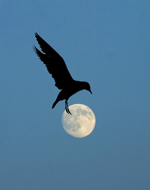 Free download moon night bird in flight wings free picture to be edited with GIMP free online image editor