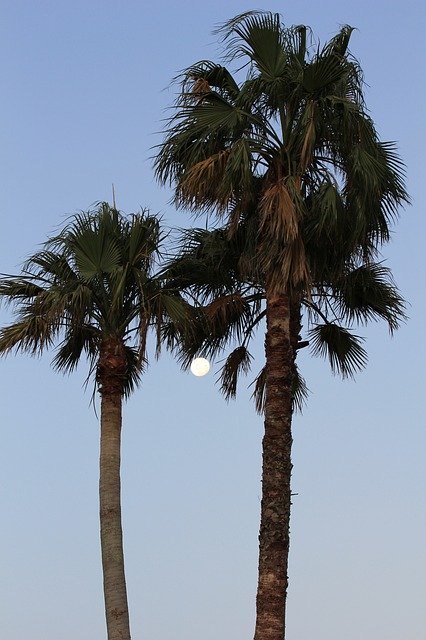 Free download Moon Rise Palm -  free photo or picture to be edited with GIMP online image editor