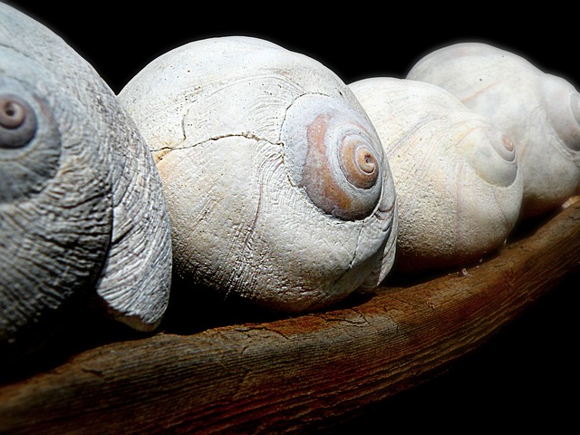Free download moon shells sea shells seashells free picture to be edited with GIMP free online image editor