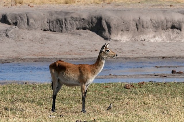 Free download moor antelope antelope rare nature free picture to be edited with GIMP free online image editor