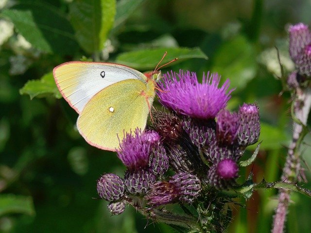 Descarga gratuita Moor Clouded Yellow Thistle: foto o imagen gratuita para editar con el editor de imágenes en línea GIMP