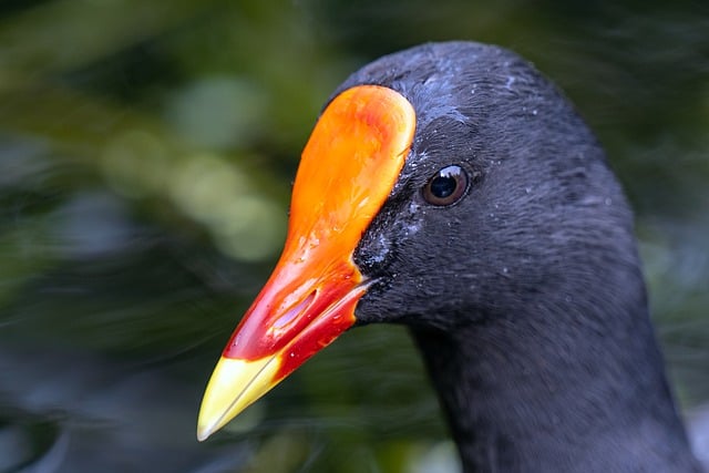 Free download moorhen bird common moorhen lake free picture to be edited with GIMP free online image editor