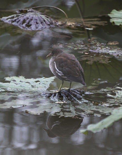 Free download moorhen bird lake anatidae avian free picture to be edited with GIMP free online image editor