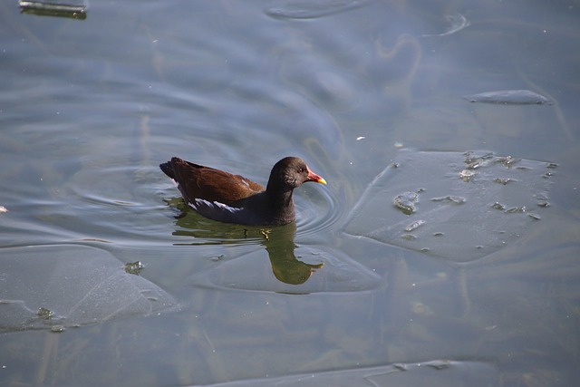 Free download moorhen bird water cock wading free picture to be edited with GIMP free online image editor