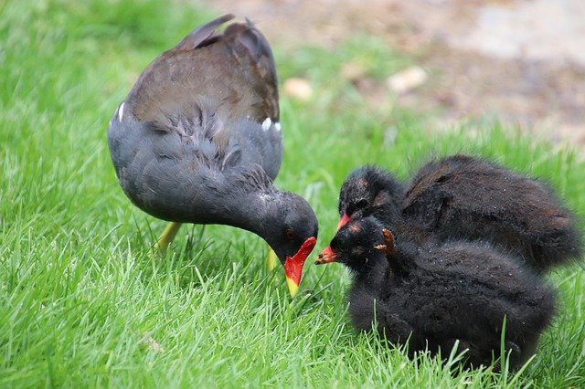 Free download Moorhen Chickens Small -  free photo or picture to be edited with GIMP online image editor