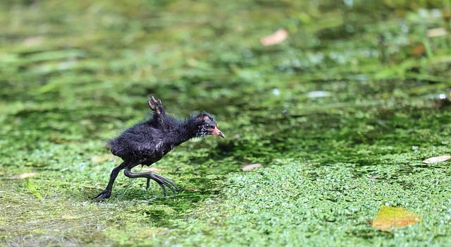 Free download moorhen chick swamp bird nature free picture to be edited with GIMP free online image editor