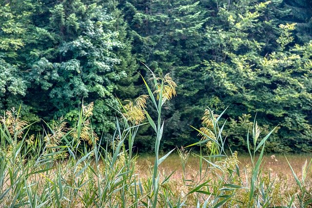 Безкоштовно завантажте Moor Meadow Natural Landscape — безкоштовну фотографію чи зображення для редагування за допомогою онлайн-редактора зображень GIMP