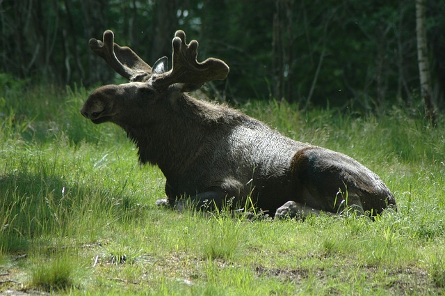 Free download moose 7 sweden forest lake free picture to be edited with GIMP free online image editor