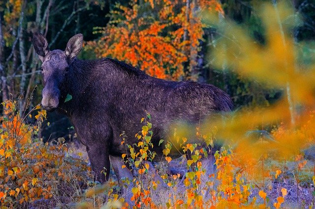 Free picture Moose Animal Elk -  to be edited by GIMP free image editor by OffiDocs