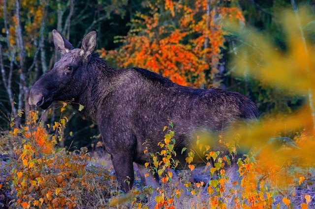 Libreng download Moose Animal Nature - libreng larawan o larawan na ie-edit gamit ang GIMP online na editor ng imahe