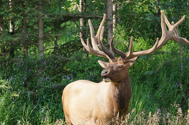 Free download Moose Antler -  free photo or picture to be edited with GIMP online image editor